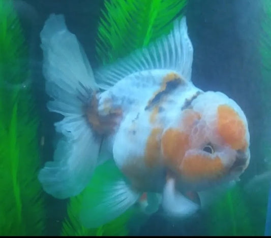 Oranda Goldfish Care