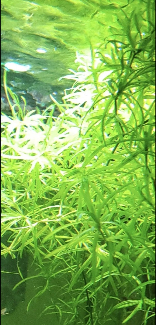 Guppy Grass, ROOTING, EXCELLENT VALUE!!